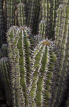 Dicot (Euphorbia sp) group, Namibia