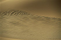 Rippled sand dune, Namib Desert, Namibia
