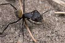 Bal-byter Ant (Camponotus fulvopilosus) on sand, Botswana