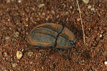 Darkling Beetle camouflaged against sand, Australia