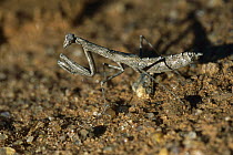 Unidentified desert Praying Mantis, Namibia