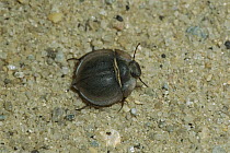 Darkling Beetle (Leipidochora sp), Namib Desert, Namibia