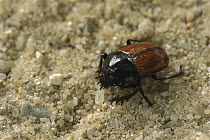 Dung Beetle (Scarabaeidae), Namibia