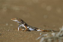 Smith's Desert Lizard (Meroles ctenodactylus) on sand, Namibia