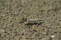 Namaqua Chameleon (Chamaeleo namaquensis) walking across stony sand, Skeleton Coast Namibia