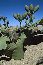Namaqua Chameleon (Chamaeleo namaquensis) on Welwitchia (Welwitchia mirabilis) inflating body and darkening skin to warm up, Namib Desert, Namibia