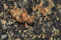 Grasshopper (Lithidium sp) lives on exposed granite rocks in the Namib Desert, Namibia