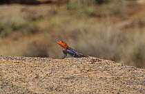 Namibian Rock Agama (Agama planiceps) male, Namibia