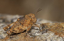 Grasshopper (Lithidium sp) lives on exposed granite rocks, Namib Desert, Namibia