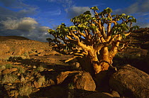 Arid landscape in Namib Desert, Namibia