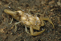 Scorpion (Uroplectes planimanus) mother carrying newborn offspring until they are able to hunt on their own, Namibia