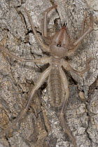 Sun Spider (Solifuga) does not have venom glands, their large mouthparts, or chelicerae, are strong enough to kill prey at least as big as themselves, diurnal, Botswana