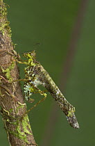 Newly discovered but as yet unnamed species of Katydid, Costa Rica