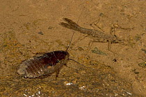Aquatic Cockroach (Blattaria sp) newly discovered unnamed species, with Damselfly nymph in stream, Braulio Carrillo National Park, Costa Rica
