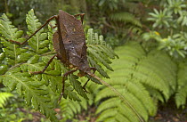 Katydid on fern in rainforest, newly discovered and unnamed species, Braulio Carrillo National Park, Costa Rica