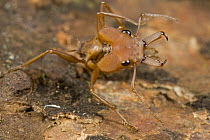 Large-headed Ant (Daceton armigerum) showing large mandibles, Guyana