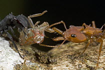 Large-headed Ant (Daceton armigerum) trying to steal treehopper prey from Flat-headed Ant (Cephalotes sp), Guyana