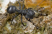Ant (Cephalotes sp) being attacked by minor Ant (Crematogaster sp) workers, Guyana