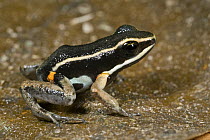 Brilliant-thighed Poison Frog (Epipedobates femoralis), Guyana