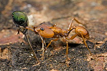 Large-headed Ant (Daceton armigerum) carrying dismembered head of prey, Guyana
