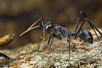 Ant (Gigantiops destructor) feeding, Guyana
