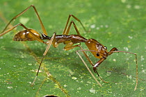 Ant (Odontomachus sp) showing large mandibles, Guyana
