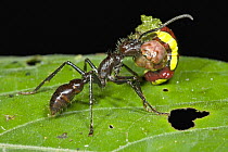Bullet Ant (Paraponera clavata) carrying a piece of caterpillar prey, Guyana