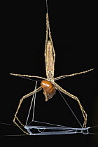 Ogre-faced Spider (Dinopis sp) with cockroach prey, the spider re-uses the old net if it is not damaged by the previous catch, Guyana