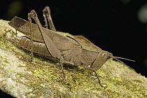 Lubber Grasshopper (Colpolopha sp) from the family Romaleidae, Guyana