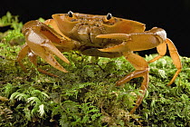 Short-tailed Crab (Fredius sp) can often be found outside of water, foraging on the forest floor, Guyana