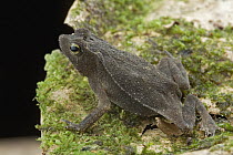 Crested Forest Toad (Bufo margaritifera), Guyana