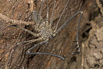 Tailless Whip Scorpion (Heterophrynus sp) male showing spiky pedipalps, Guyana