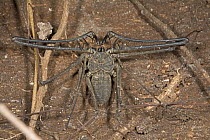 Tailless Whip Scorpion (Heterophrynus sp) male showing spiky pedipalps, Guyana