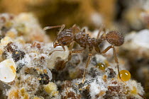 Ant (Trachymyrmex opulentus) worker on a fungal garden inside the nest, Guyana
