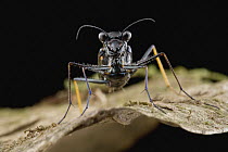 Ground Beetle (Oxygonia sp), Guyana
