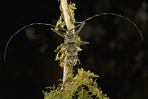 Longhorn Beetle (Cerambycidae) on mossy branch, Guyana