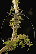 Longhorn Beetle (Cerambycidae) on mossy branch, Guyana