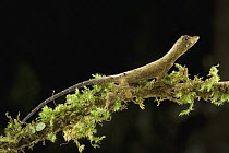 Beta Anole (Norops sp) on mossy branch, Guyana