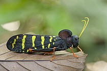Lubber Grasshopper (Callonotacris sp) has a bright, aposematic coloration that advertises the toxicity of its body, Guyana