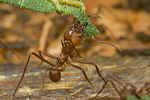 Leafcutter Ant (Atta sp) major worker carrying a piece of leaf to feed the underground fungal garden these insects cultivate, Guyana