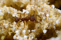 Fungus Gardening Ant (Cyphomyrmex faunulus) worker on fungal mycelium in the fungal garden these insects cultivate in their nests, Guyana