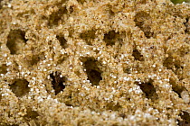 Fungus Gardening Ant (Cyphomyrmex faunulus) nest showing fungal mycelium of the fungal garden these insects cultivate in their nests, Guyana
