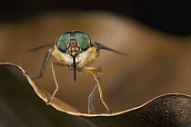 Green-eyed Fly (Scione sp) portrait showing compound eyes, Guyana