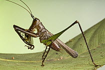 Katydid (Listroscelis sp) feeding on prey, spiny legs are an excellent hunting weapon, Guyana
