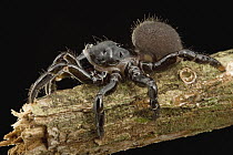 Trapdoor Spider (Ummidia sp) family Ctenizidae, Guyana