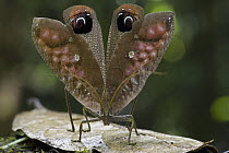 Peacock Katydid (Pterochroza ocellata) in defensive display showing false eyespots on wings, Guyana