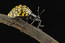 Pleasing Fungus Beetle (Erotylus sp), Guyana