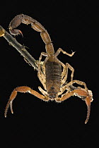 Thick-tailed Scorpion (Tityus sp) showing stinger and claws, Guyana