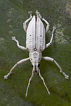 True Weevil (Curculionidae), Guyana