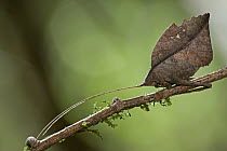 Leaf Katydid (Typophyllum erosum) mimicking dead brown leaf, Guyana